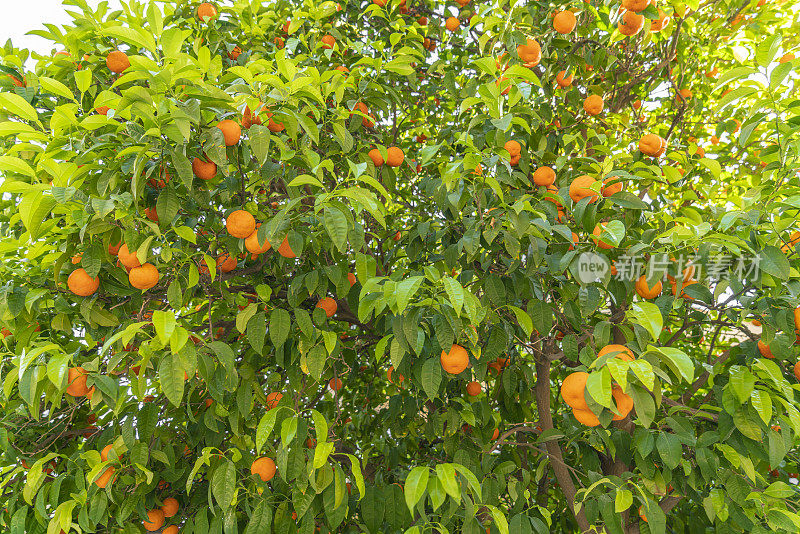 Orange tree